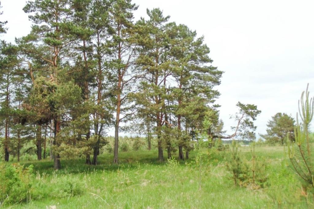 Участок 217 сот., Тверская обл., Быково